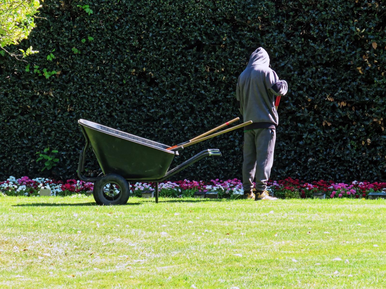 Gardener working in a planted outdoor area with a wheelbarrow